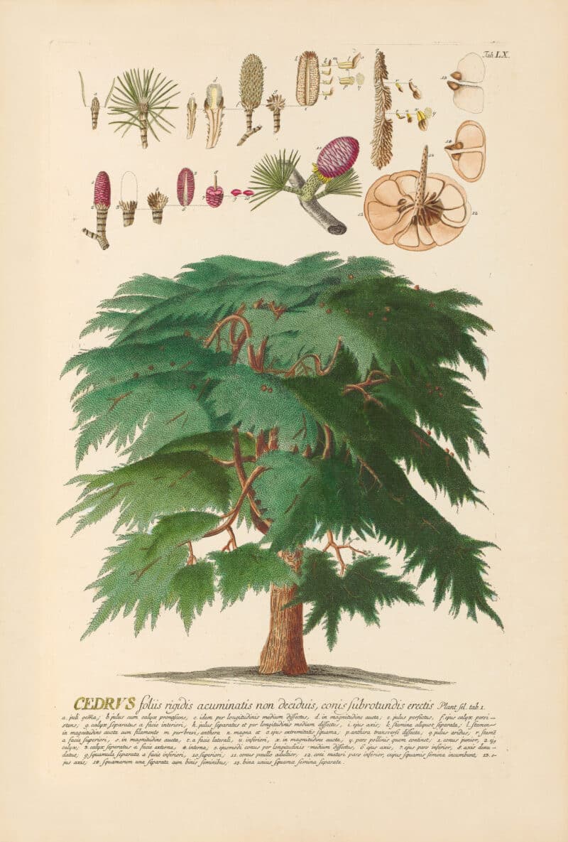 Jakob Trew Plantae Selectae Plate 60 Cedar Tree
