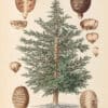 Jakob Trew Plantae Selectae Plate 61 Cedar Tree