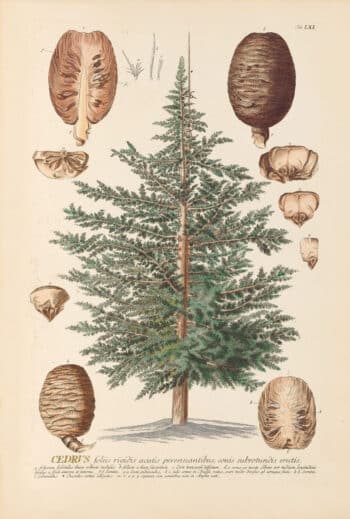 Jakob Trew Plantae Selectae Plate 61 Cedar Tree