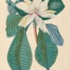 Jakob Trew Plantae Selectae Plate 62 Magnolia