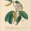 Jakob Trew Plantae Selectae Plate 66 Rhododendron