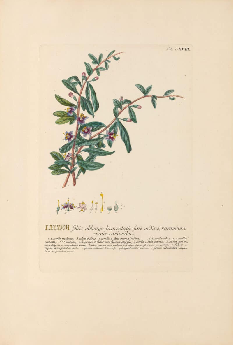 Jakob Trew Plantae Selectae Plate 68 Barberry