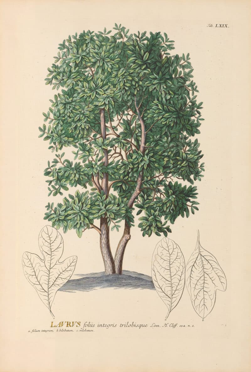 Jakob Trew Plantae Selectae Plate 69 Laurel Tree