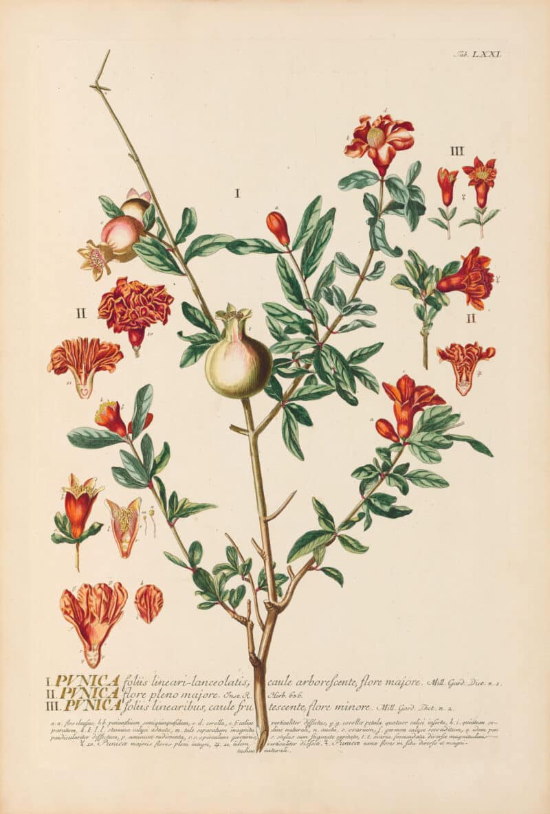 Jakob Trew Plantae Selectae Plate 71 Pomegranate Tree
