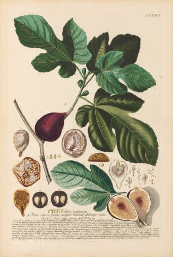 Jakob Trew Plantae Selectae Plate 73 Fig Tree
