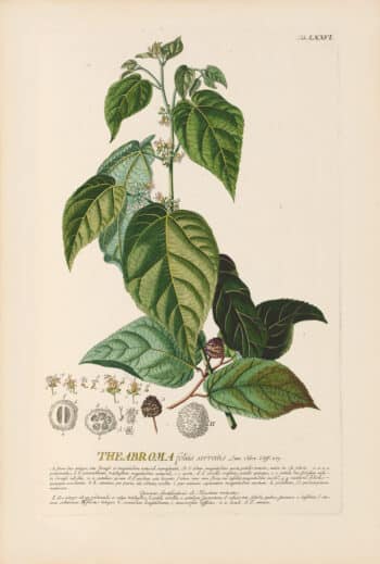 Jakob Trew Plantae Selectae Plate 76 Cocoa Tree