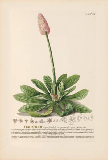 Jakob Trew Plantae Selectae Plate 77 False Hellebores or Corn Lily