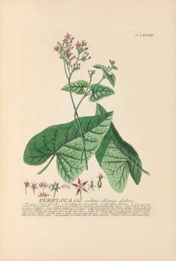 Jakob Trew Plantae Selectae Plate 82 Silk Vine
