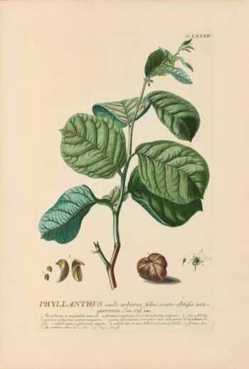 Jakob Trew Plantae Selectae Plate 84 Gooseberry Tree