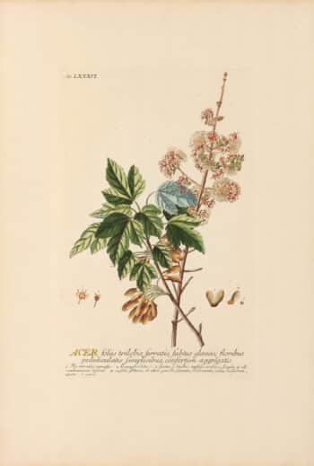 Jakob Trew Plantae Selectae Plate 86 Maple Tree
