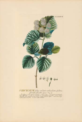 Jakob Trew Plantae Selectae Plate 87 Viburnum