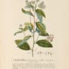 Jakob Trew Plantae Selectae Plate 94 California Lilac