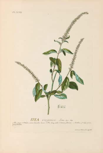 Jakob Trew Plantae Selectae Plate 98 Virginia Sweetspire