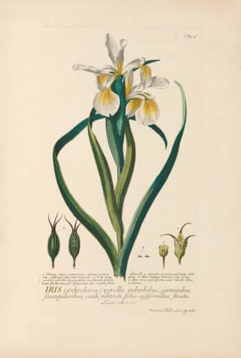 Jakob Trew Plantae Selectae Plate 100 Yellow Banded Iris