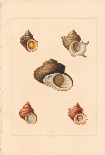 Conchology, or the Natural History of Shells – Antique Originals