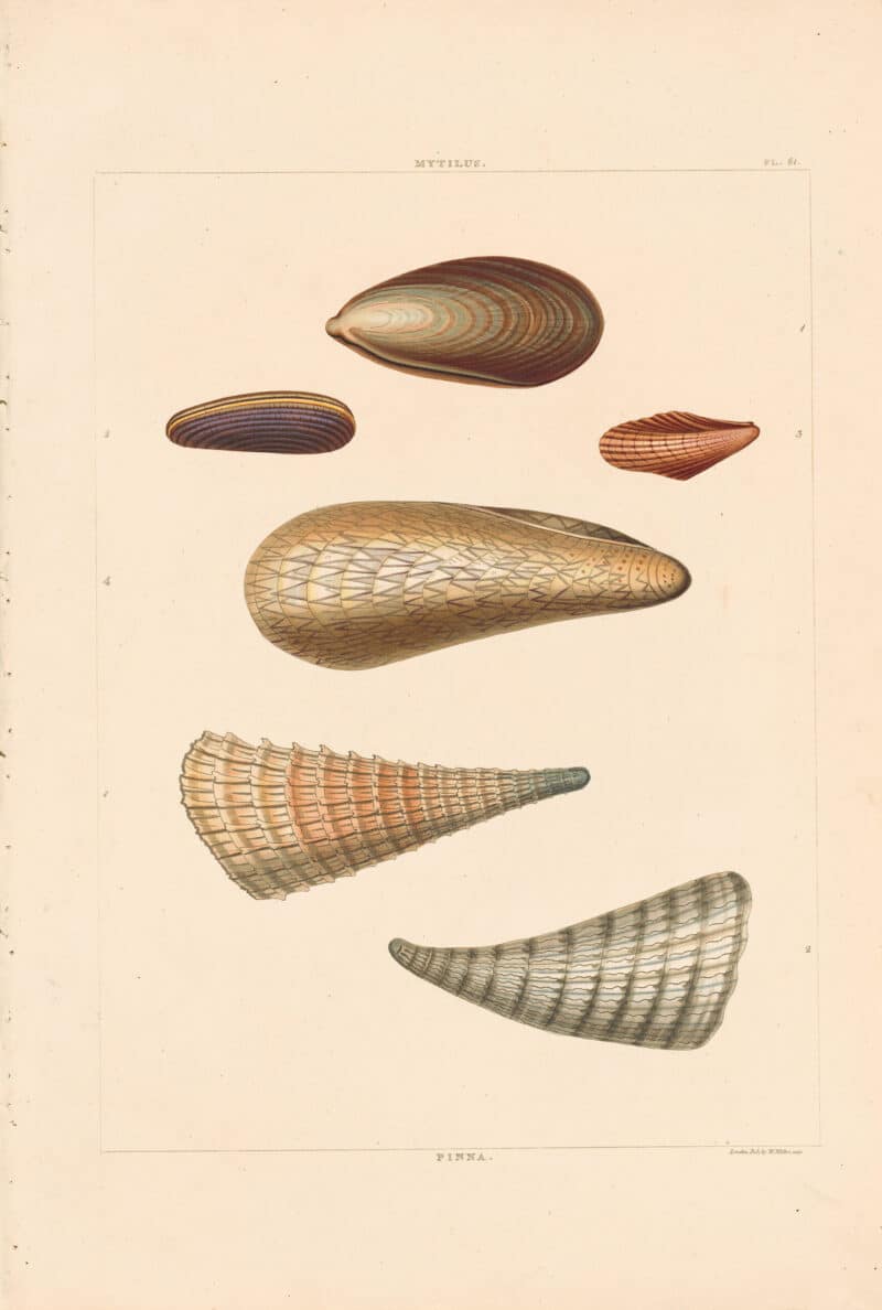 Perry Pl. 61, Mytilus
