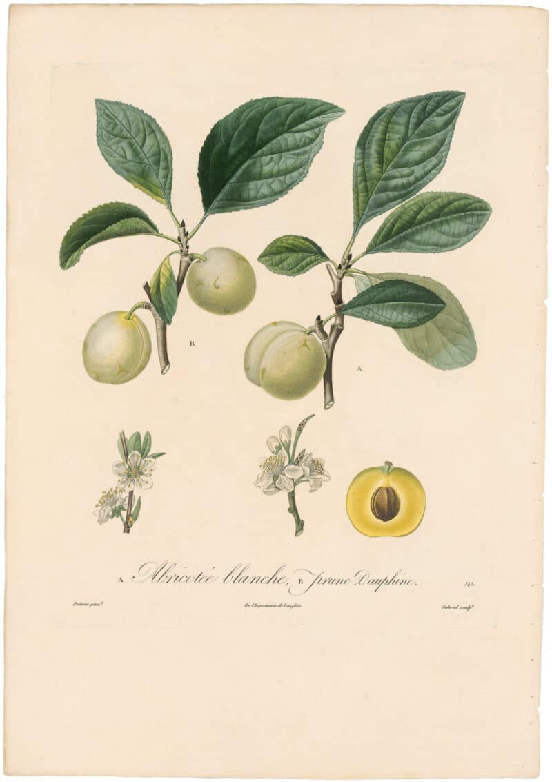 Poiteau Pl. 88, Prunier Abricotte-blanche/ Dauphine