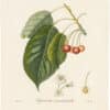 Poiteau Pl. 120, Cerisier Bigarreau a grandes feuilles
