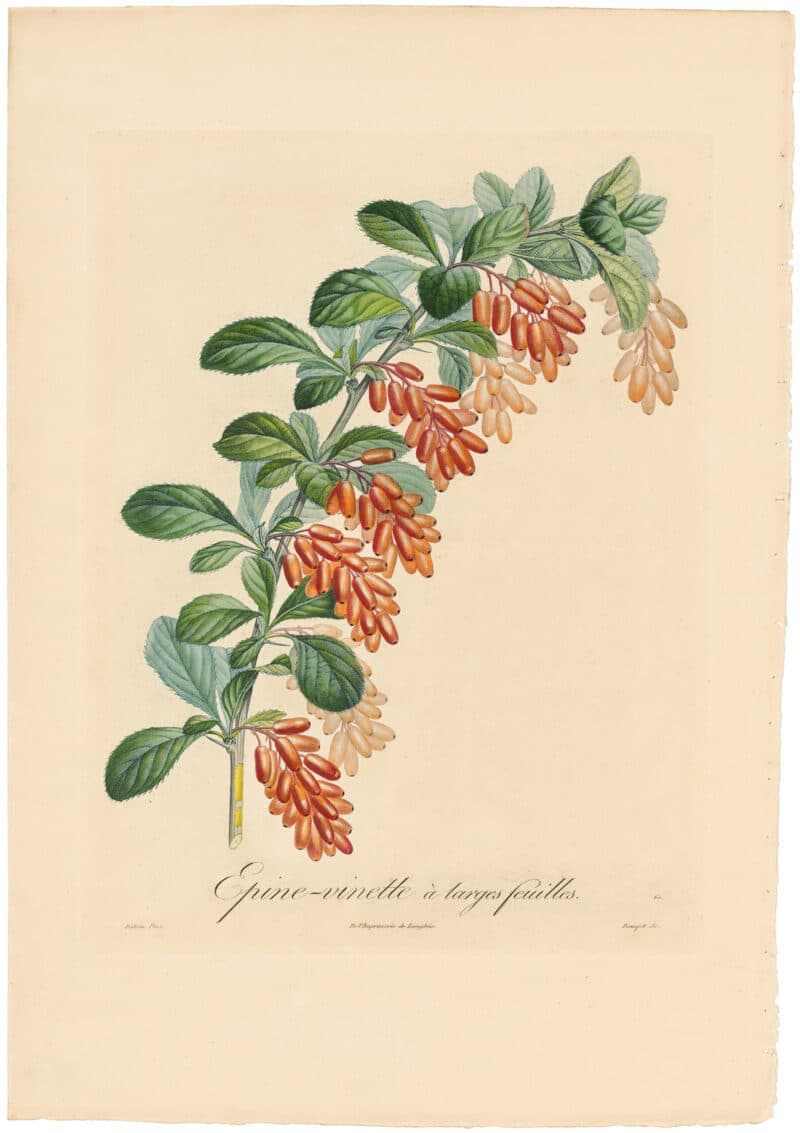 Poiteau Pl. 153, Epine-vinette a larges feuilles