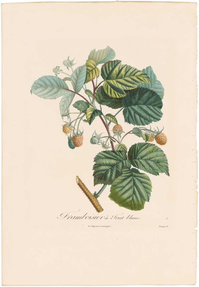 Poiteau Pl. 172, Framboiser a fruit blanc