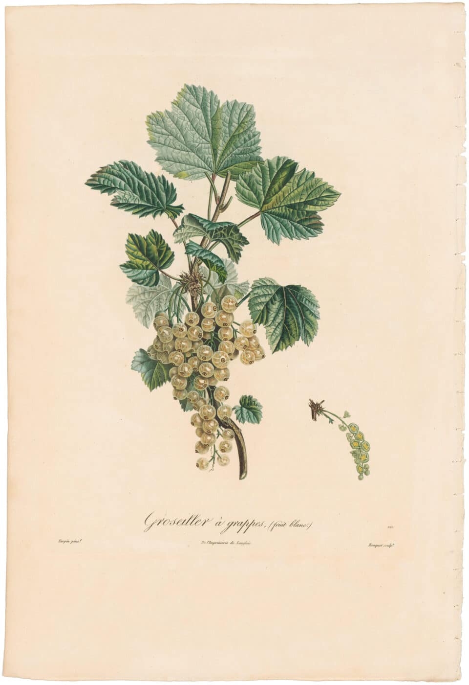 Poiteau Pl. 209, Groseiller a grappes (fruit blanc)