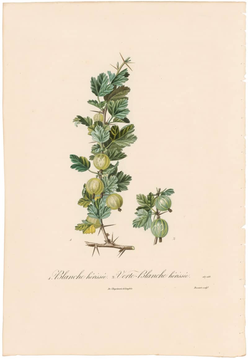 Poiteau Pl. 215, Groseiller blanche, herissee and verte-blanche, herissee