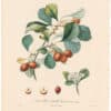 Poiteau Pl. 401, Azerolier a feuilles de Poirier, (fruit rouge)