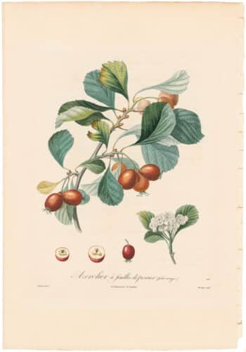 Poiteau Pl. 401, Azerolier a feuilles de Poirier, (fruit rouge)