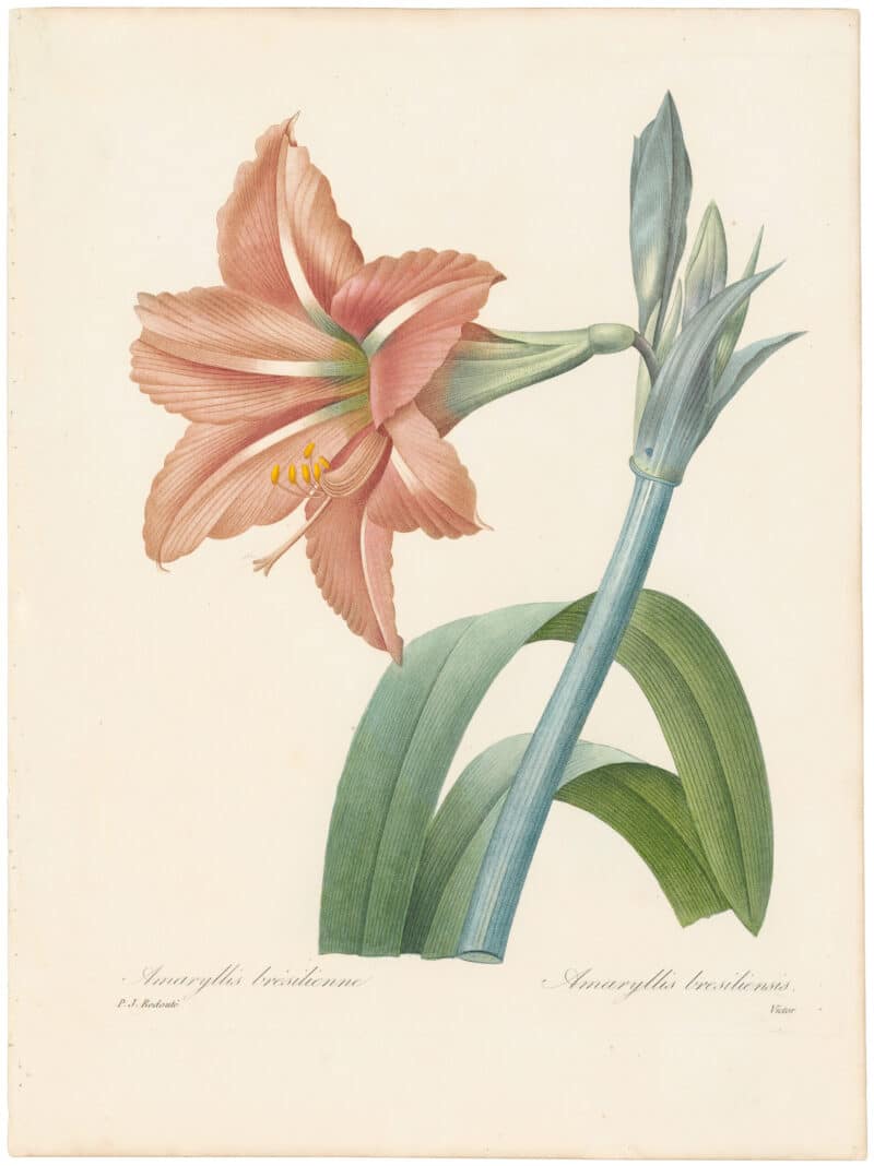 Redouté Choix 1827, Pl. 14, Amaryllis Bella- Donna