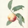 Redouté Choix 1827, Pl. 138, Peach