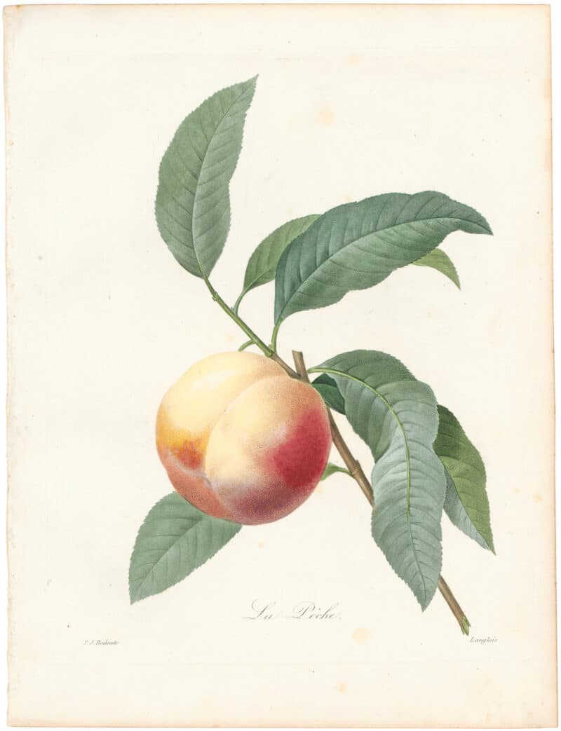 Redouté Choix 1827, Pl. 138, Peach