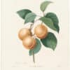 Redouté Choix 1835, Pl. 1, Apricot