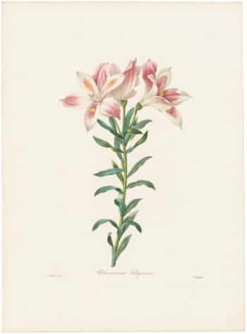 Redouté Choix 1835, Pl. 2, Alstroeomeria; white and pink