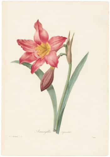 Redouté Choix 1835, Pl. 3, Amaryllis Bella-Donna