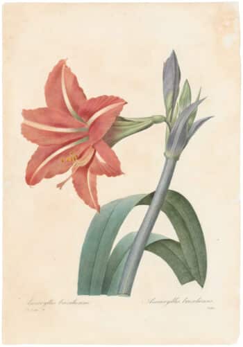 Redouté Choix 1835, Pl. 4, Amaryllis Bella-Donna