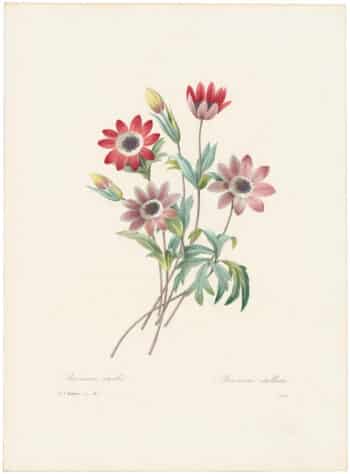 Redouté Choix 1835, Pl. 6, Anemone Hortensis
