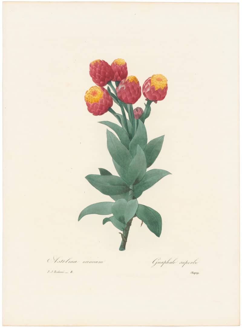 Redouté Choix 1835, Pl. 8, Helipterum Eximium