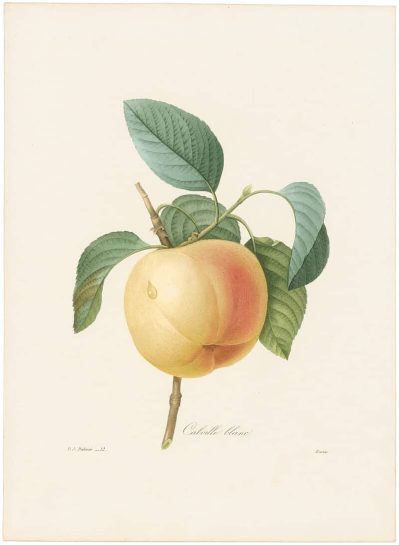Redouté Choix 1835, Pl. 12, Apple