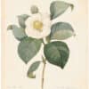 Redouté Choix 1835, Pl. 14, Camellia Japonica; white
