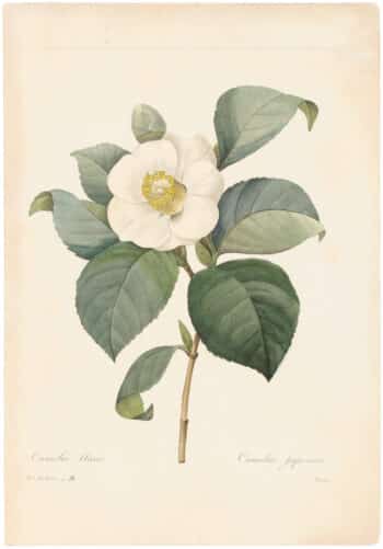 Redouté Choix 1835, Pl. 14, Camellia Japonica; white