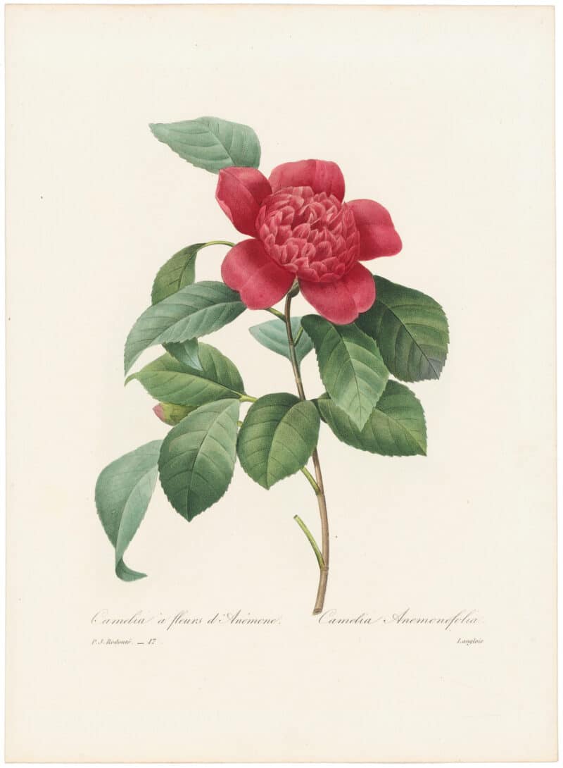 Redouté Choix 1835, Pl. 17, Anemone-Flowered Camellia; red