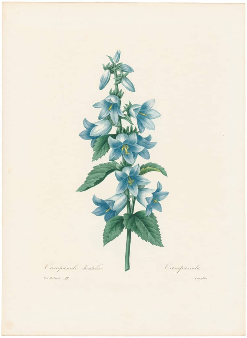 Redouté Choix 1835, Pl. 19, Great Bell Flower