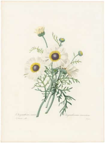 Redouté Choix 1835, Pl. 22, Chrysanthemum