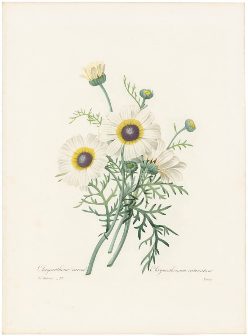 Redouté Choix 1835, Pl. 22, Chrysanthemum