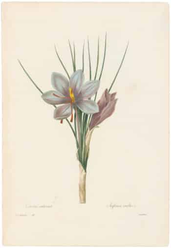 Redouté Choix 1835, Pl. 26, Saffron Crocus; purple