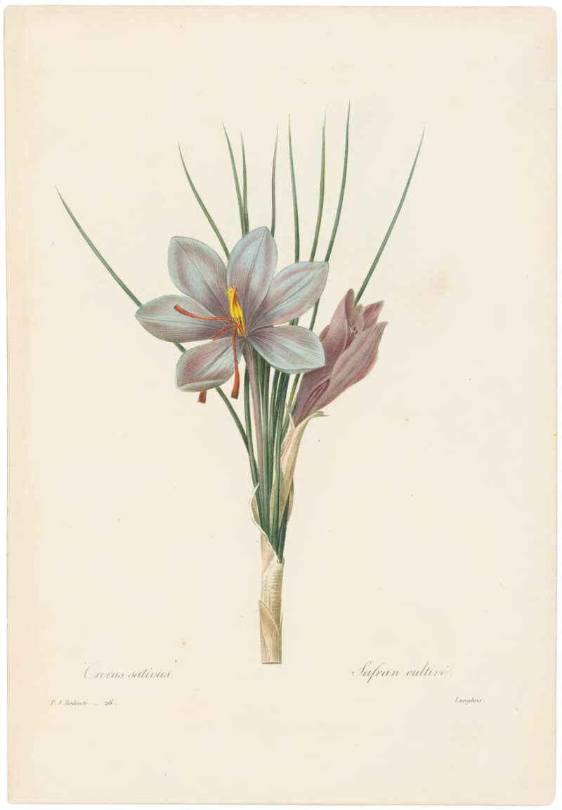Redouté Choix 1835, Pl. 26, Saffron Crocus; purple