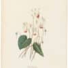 Redouté Choix 1835, Pl. 27, Cyclamen; white and red