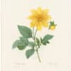 Redouté Choix 1835, Pl. 29, Dahlia; yellow