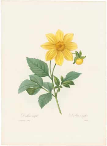 Redouté Choix 1835, Pl. 29, Dahlia; yellow