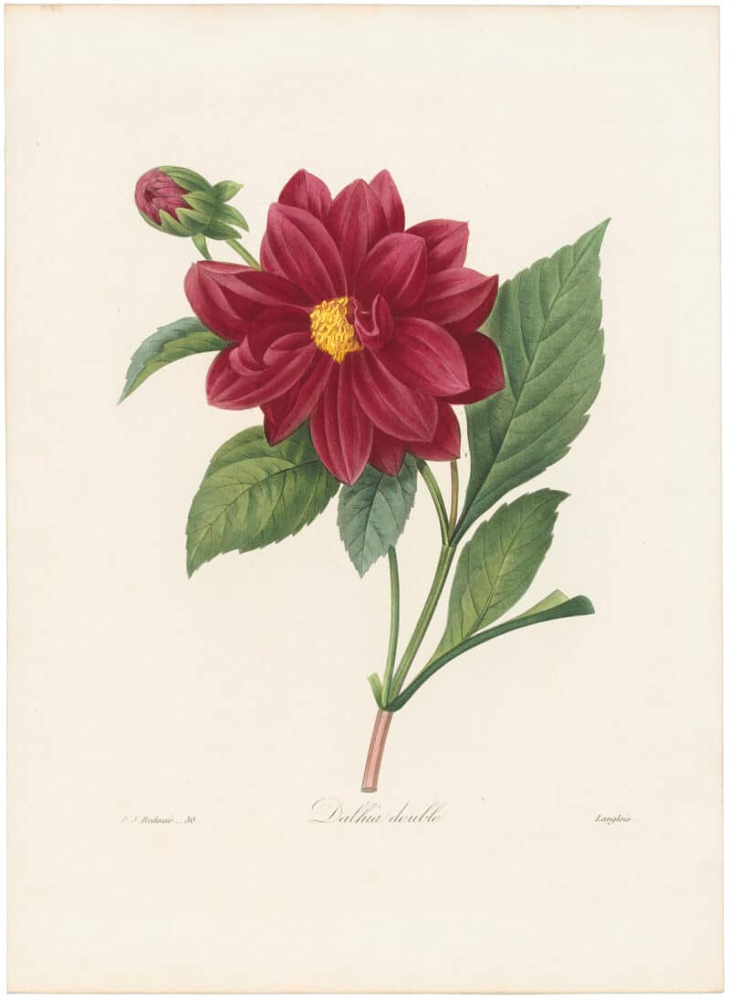 Redouté Choix 1835, Pl. 30, Dahlia Double; red